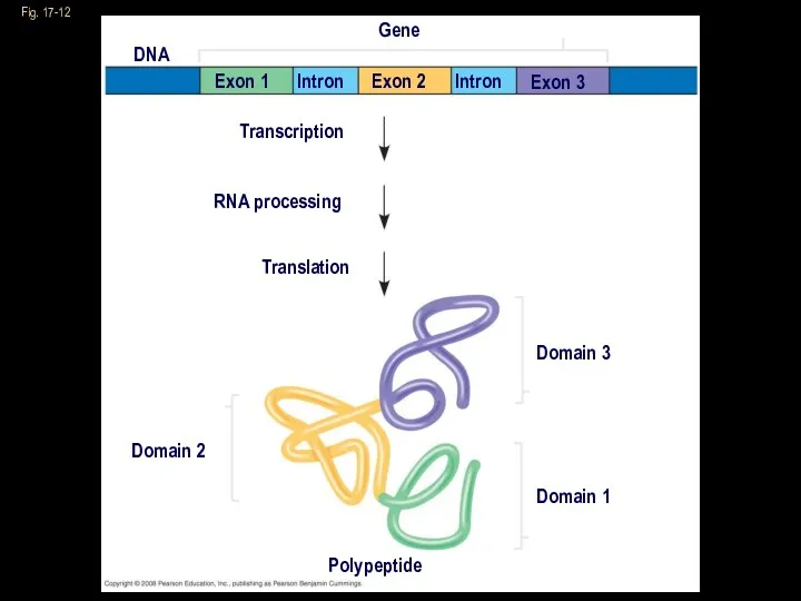 Fig. 17-12 Gene DNA Exon 1 Exon 2 Exon 3