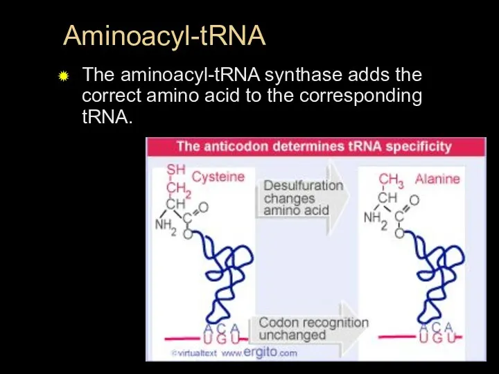 Aminoacyl-tRNA The aminoacyl-tRNA synthase adds the correct amino acid to the corresponding tRNA.