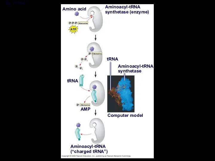 Fig. 17-15-4 Amino acid Aminoacyl-tRNA synthetase (enzyme) ATP Adenosine P