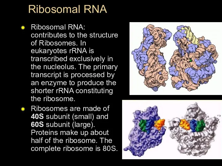 Ribosomal RNA Ribosomal RNA: contributes to the structure of Ribosomes.