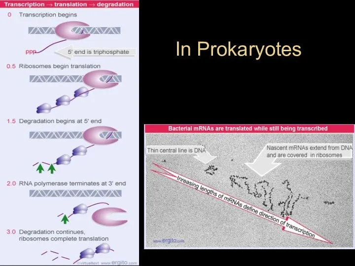 In Prokaryotes