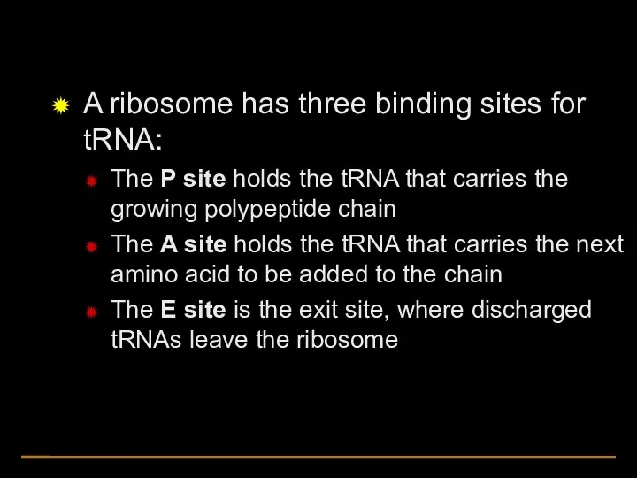 A ribosome has three binding sites for tRNA: The P