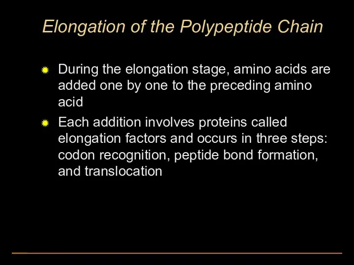 Elongation of the Polypeptide Chain During the elongation stage, amino