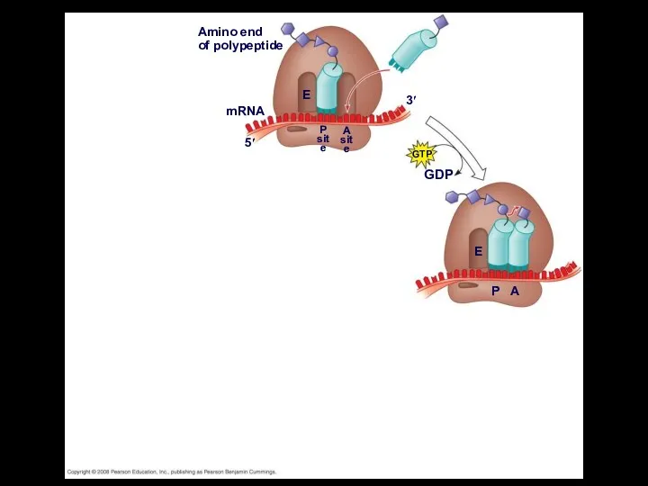 Amino end of polypeptide mRNA 5′ 3′ E P site