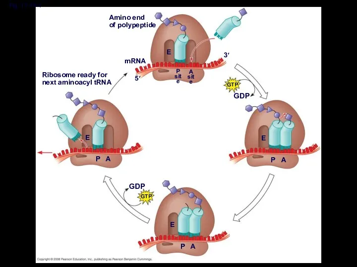 Fig. 17-18-4 Amino end of polypeptide mRNA 5′ 3′ E