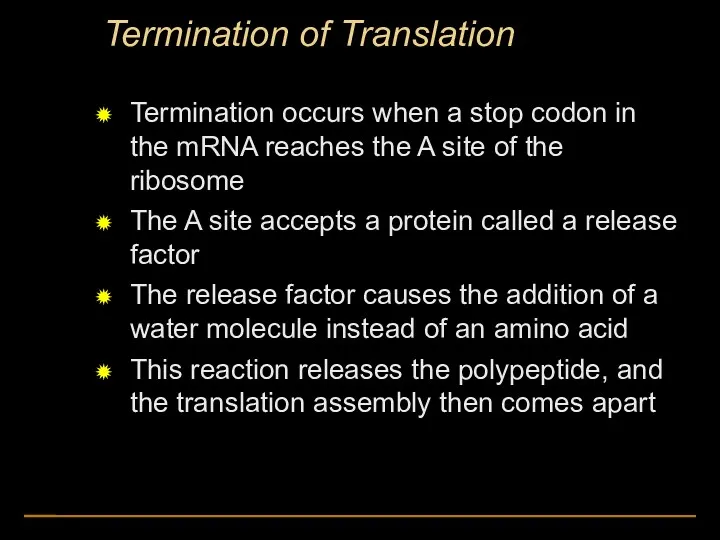 Termination of Translation Termination occurs when a stop codon in