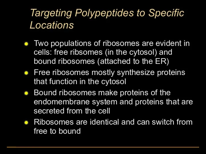 Targeting Polypeptides to Specific Locations Two populations of ribosomes are
