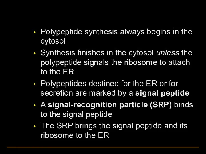 Polypeptide synthesis always begins in the cytosol Synthesis finishes in