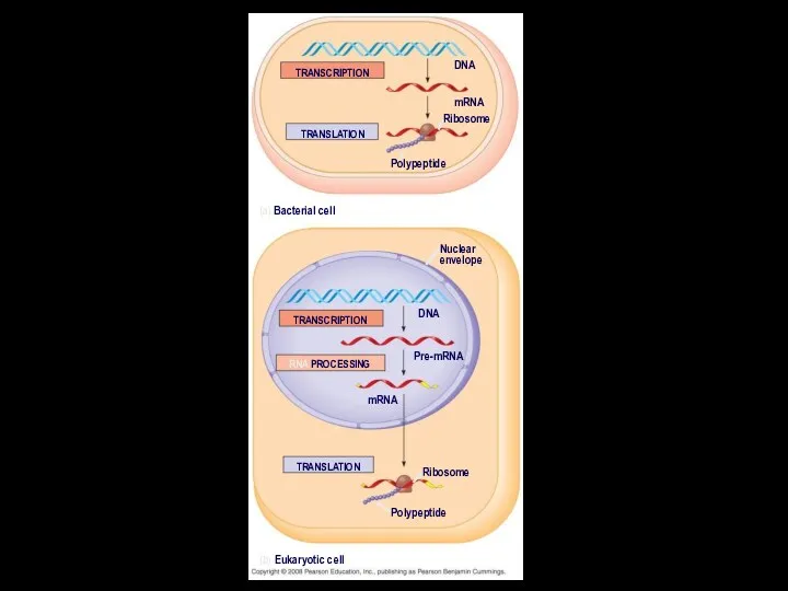 TRANSCRIPTION TRANSLATION DNA mRNA Ribosome Polypeptide (a) Bacterial cell Nuclear