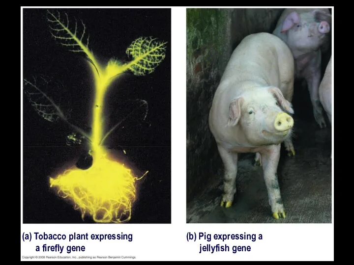 (a) Tobacco plant expressing a firefly gene (b) Pig expressing a jellyfish gene