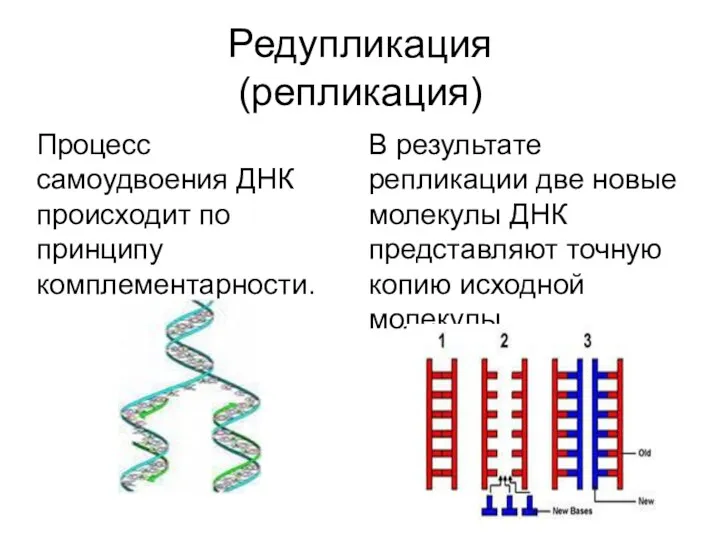 Редупликация (репликация) Процесс самоудвоения ДНК происходит по принципу комплементарности. В