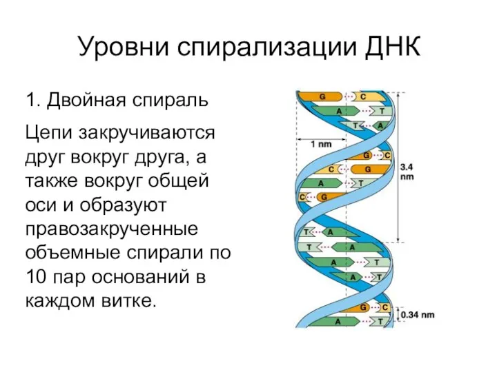 Уровни спирализации ДНК 1. Двойная спираль Цепи закручиваются друг вокруг
