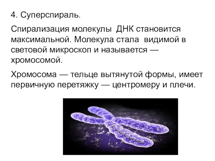 4. Суперспираль. Спирализация молекулы ДНК становится максимальной. Молекула стала видимой