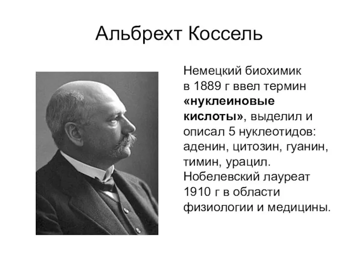 Альбрехт Коссель Немецкий биохимик в 1889 г ввел термин «нуклеиновые