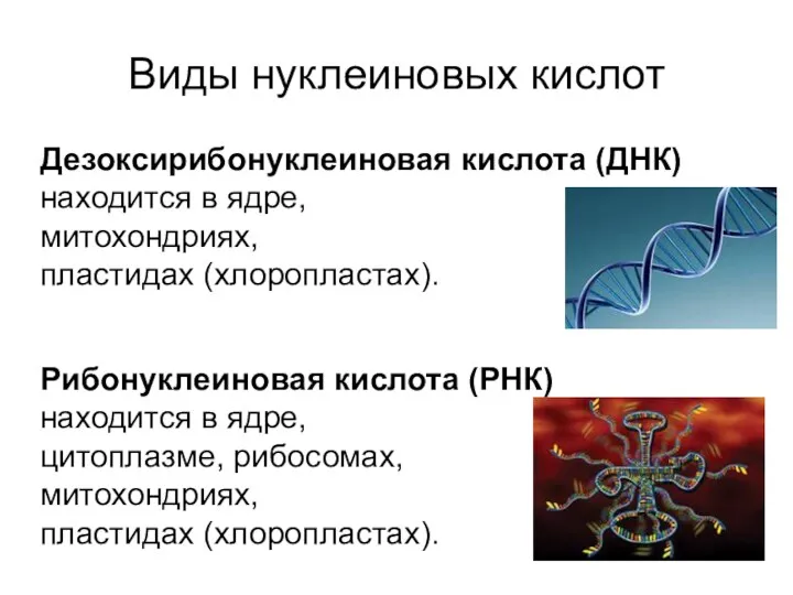 Виды нуклеиновых кислот Дезоксирибонуклеиновая кислота (ДНК) находится в ядре, митохондриях,