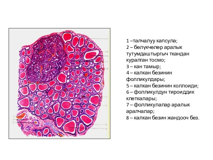 1 –талчалуу капсула; 2 – бөлүкчөлөр аралык тутумдаштыргыч ткандан куралган