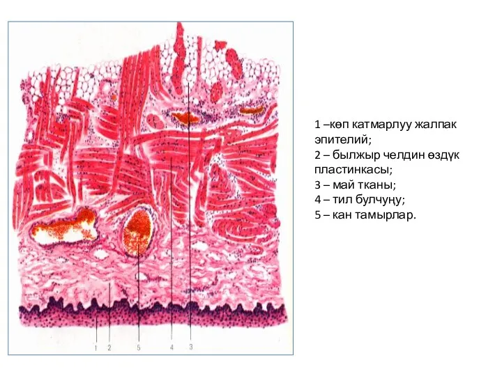 1 –көп катмарлуу жалпак эпителий; 2 – былжыр челдин өздүк