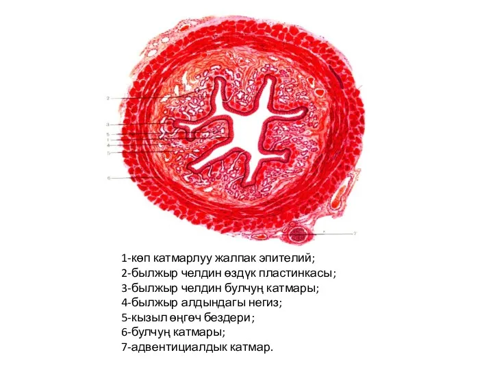 1-көп катмарлуу жалпак эпителий; 2-былжыр челдин өздүк пластинкасы; 3-былжыр челдин