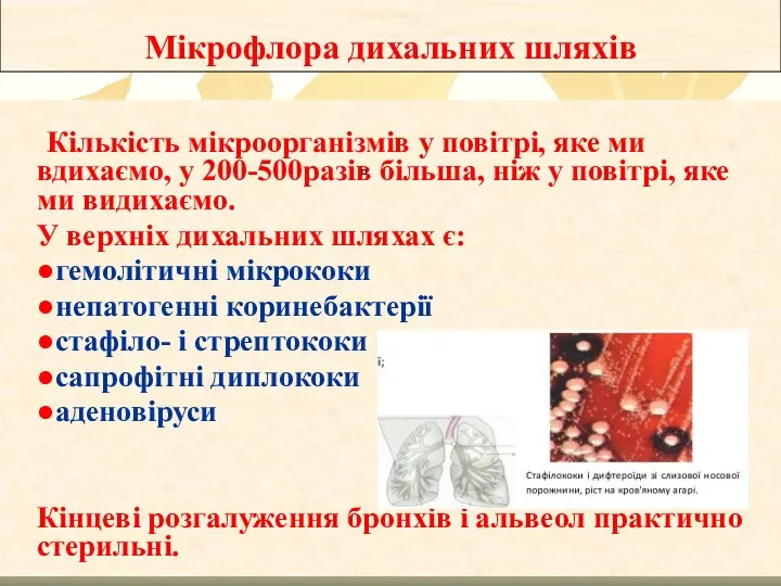 Кількість мікроорганізмів у повітрі, яке ми вдихаємо, у 200-500разів більша,