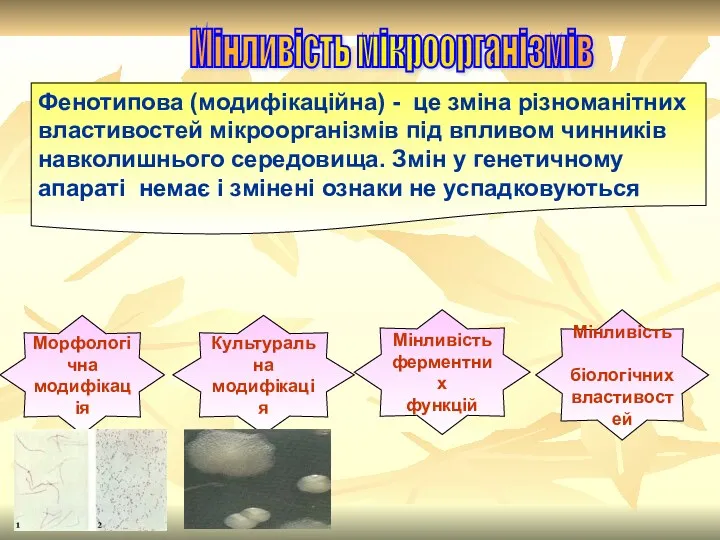 Мінливість мікроорганізмів Фенотипова (модифікаційна) - це зміна різноманітних властивостей мікроорганізмів