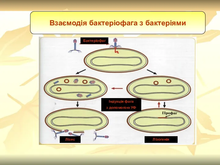 Взаємодія бактеріофага з бактеріями Бактеріофаг Індукція фага з допомогою УФ Лізогенія Лізис