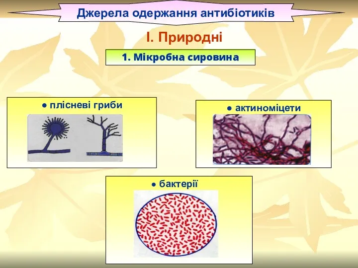 Джерела одержання антибіотиків ● плісневі гриби ● актиноміцети І 1. Мікробна сировина І. Природні ● бактерії