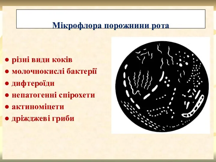 ● різні види коків ● молочнокислі бактерії ● дифтероїди ●