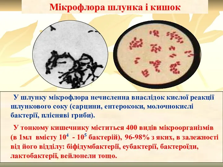 Мікрофлора шлунка і кишок У шлунку мікрофлора нечисленна внаслідок кислої реакції шлункового соку