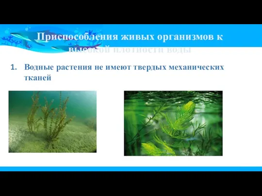 Приспособления живых организмов к высокой плотности воды Водные растения не имеют твердых механических тканей