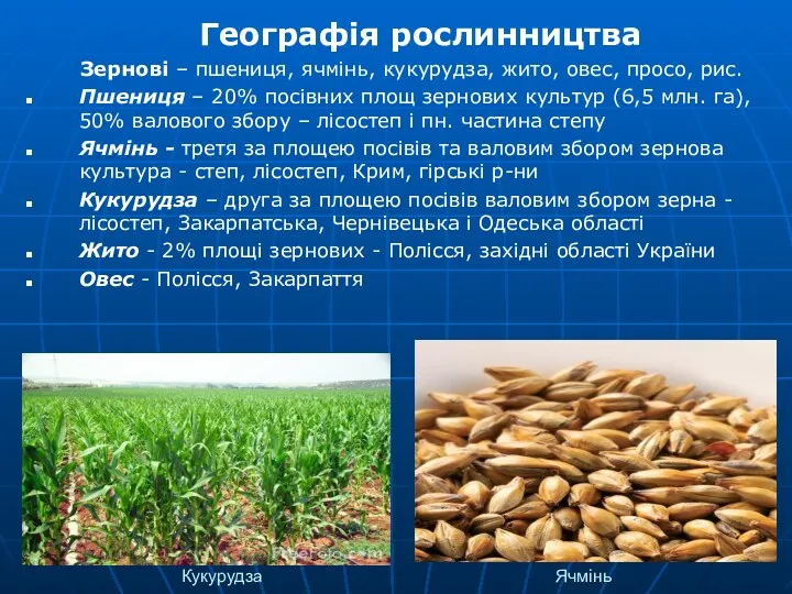 Кукурудза Ячмінь Географія рослинництва Зернові – пшениця, ячмінь, кукурудза, жито, овес, просо, рис.