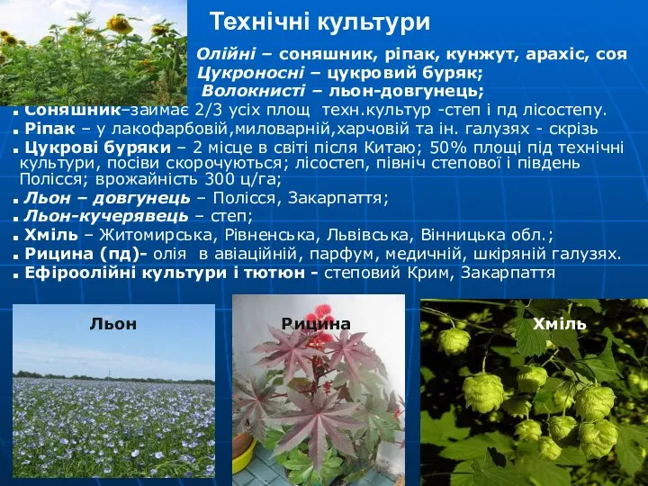 Технічні культури Олійні – соняшник, ріпак, кунжут, арахіс, соя Цукроносні