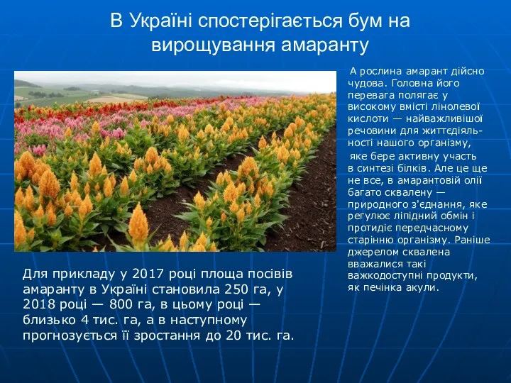 В Україні спостерігається бум на вирощування амаранту А рослина амарант дійсно чудова. Головна