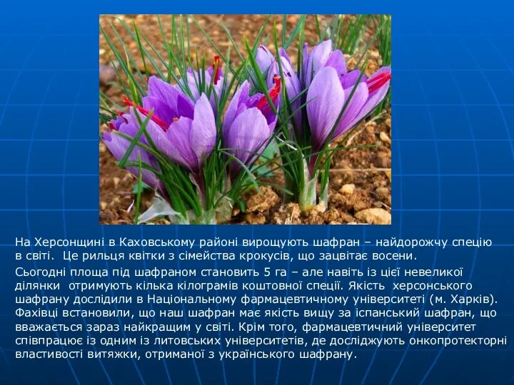 На Херсонщині в Каховському районі вирощують шафран – найдорожчу спецію