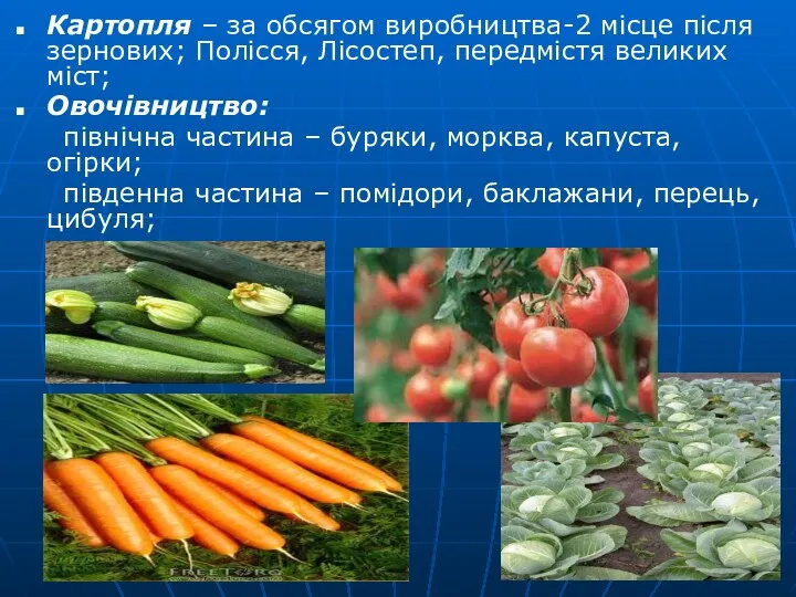 Картопля – за обсягом виробництва-2 місце після зернових; Полісся, Лісостеп,