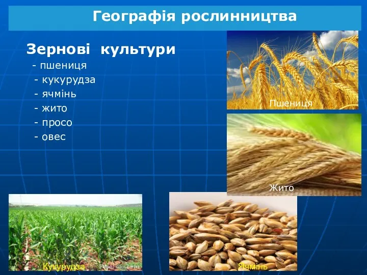 Кукурудза Ячмінь Географія рослинництва Зернові культури - пшениця - кукурудза