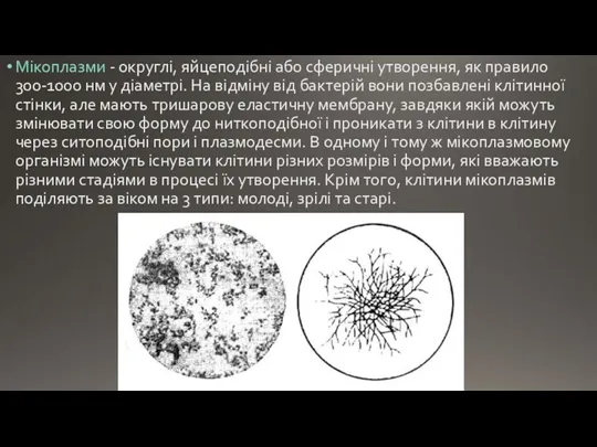 Мікоплазми - округлі, яйцеподібні або сферичні утворення, як правило 300-1000