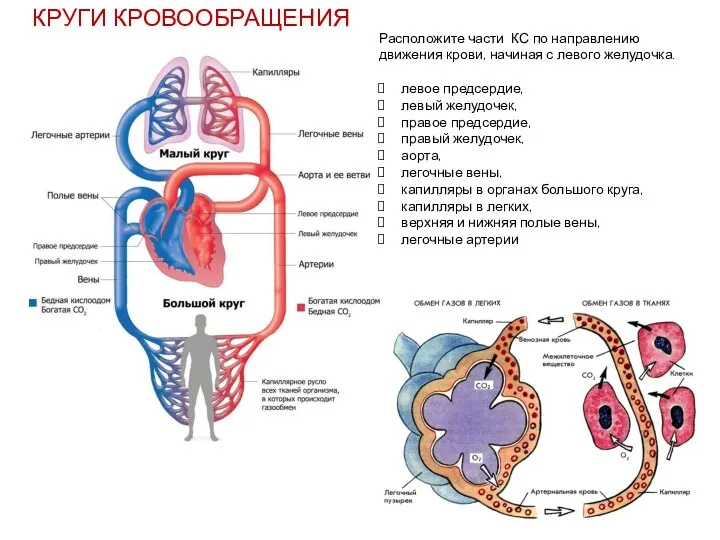 КРУГИ КРОВООБРАЩЕНИЯ Расположите части КС по направлению движения крови, начиная