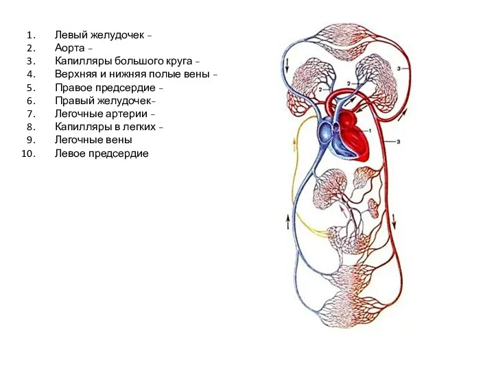 Левый желудочек - Аорта - Капилляры большого круга - Верхняя