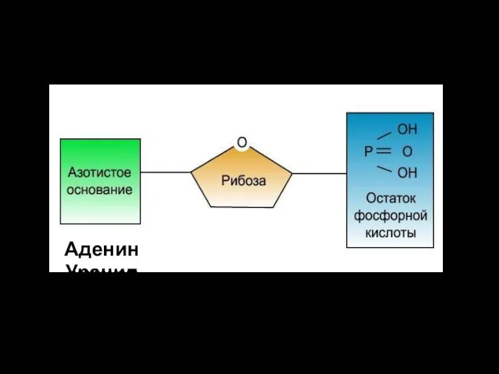 Строение нуклеотида РНК Аденин Урацил Цитозин Гуанин