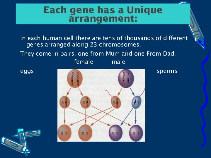 Each gene has a Unique arrangement: In each human cell