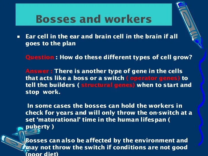 Bosses and workers Ear cell in the ear and brain