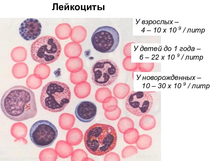 Лейкоциты У взрослых – 4 – 10 х 10 9