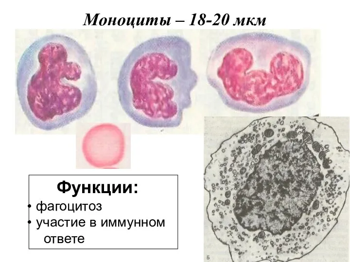 Моноциты – 18-20 мкм Функции: фагоцитоз участие в иммунном ответе