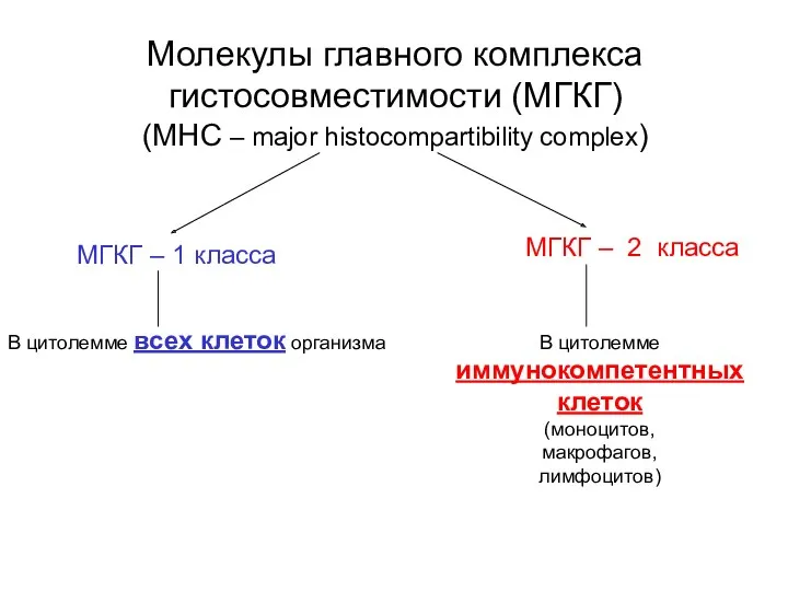 Молекулы главного комплекса гистосовместимости (МГКГ) (MHC – major histocompartibility complex)