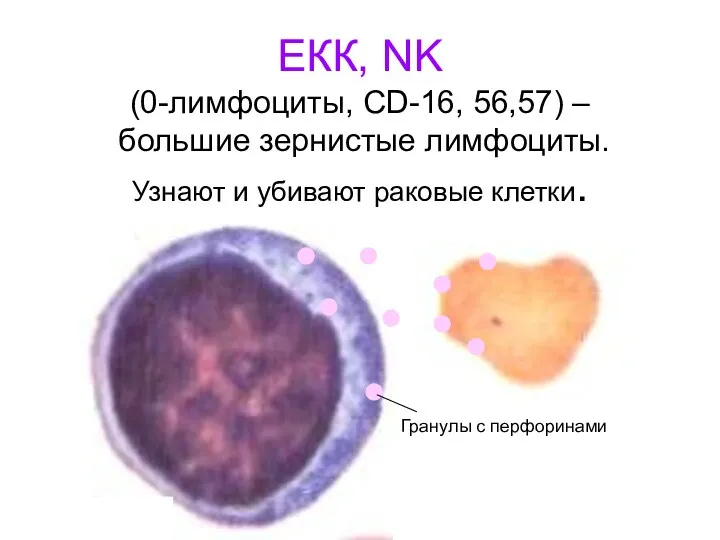 ЕКК, NK (0-лимфоциты, CD-16, 56,57) – большие зернистые лимфоциты. Узнают