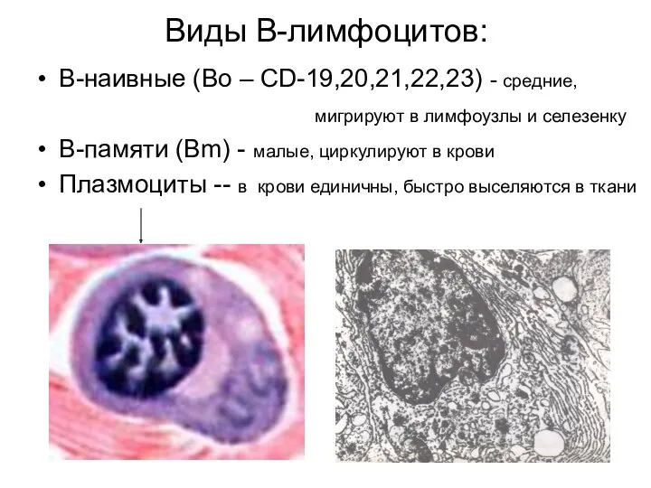 Виды В-лимфоцитов: В-наивные (Во – CD-19,20,21,22,23) - средние, мигрируют в