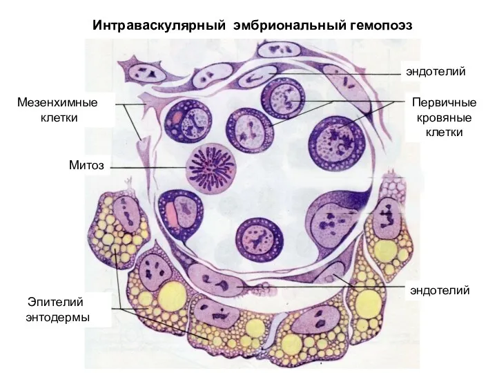 Интраваскулярный эмбриональный гемопоэз эндотелий Мезенхимные клетки эндотелий Первичные кровяные клетки Эпителий энтодермы Митоз