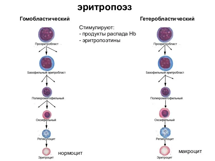 Гомобластический Гетеробластический макроцит нормоцит эритропоэз Стимулируют: - продукты распада Hb - эритропоэтины