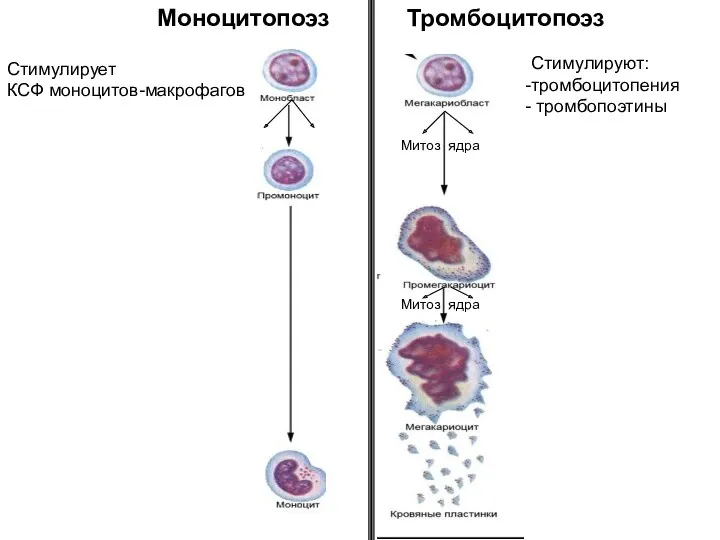 Моноцитопоэз Тромбоцитопоэз Стимулируют: тромбоцитопения тромбопоэтины Стимулирует КСФ моноцитов-макрофагов Митоз ядра Митоз ядра