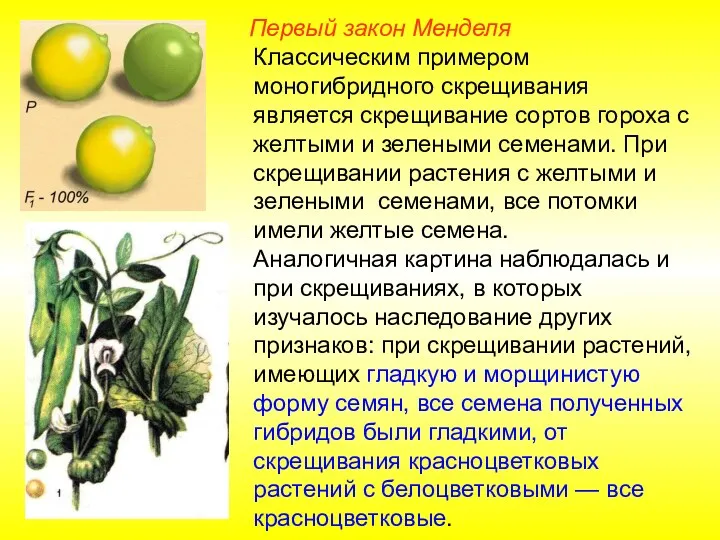 Первый закон Менделя Классическим примером моногибридного скрещивания является скрещивание сортов гороха с желтыми